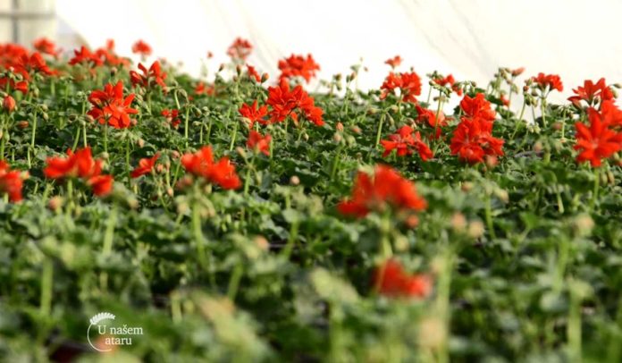 Agrosaveti - Proizvodnja cveća Agrosaveti - Proizvodnja cveća u Lukinom selu 5