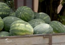 Agrosaveti - Agrarna ekonomska računica nakon lanjske suše 01