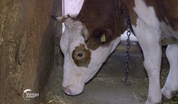 Agrosaveti - Farma krava u selu Vukovac - 03 Agrosaveti - Farma krava u selu Vukovac - 03