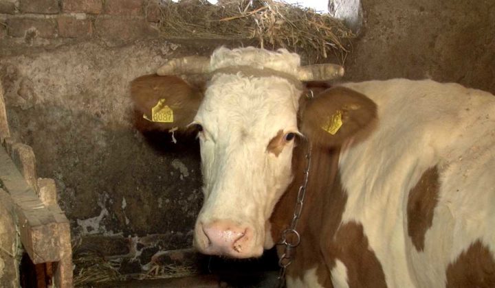 Agrosaveti - Farma krava i proizvodnja mleka u selu Velika Ivanča - 01