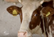 Farma krava i proizvodnja mleka u selu Velika Ivanča Agrosaveti - Farma krava i proizvodnja mleka u selu Velika Ivanča -02