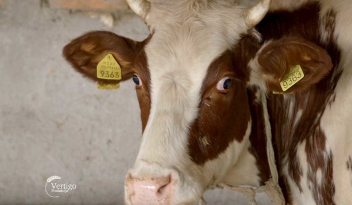 Agrosaveti - Farma krava i proizvodnja mleka u selu Velika Ivanča -02