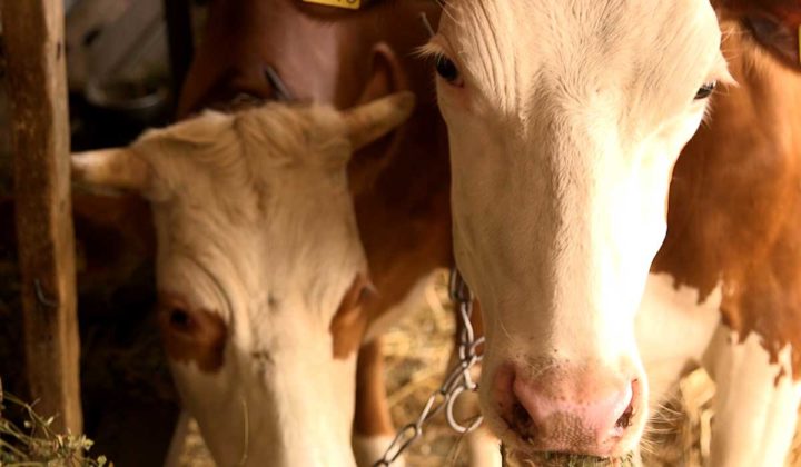 Agrosaveti - Farma krava i proizvodnja mleka u selu Velika Ivanča -05