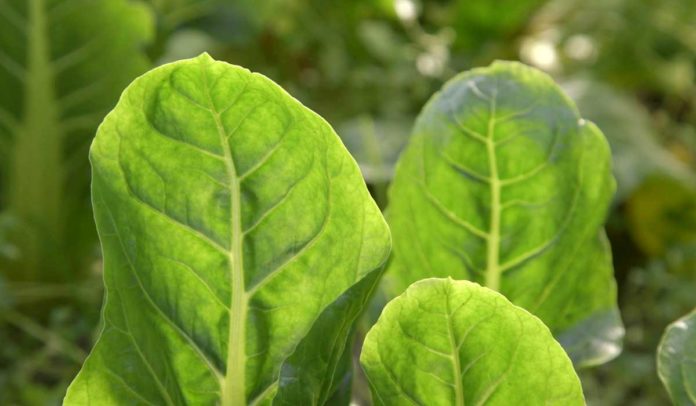 Agrosaveti - Organska proizvodnja povrća u Futogu - 02