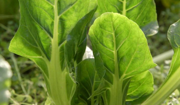 Agrosaveti - Organska proizvodnja povrća u Futogu - 03