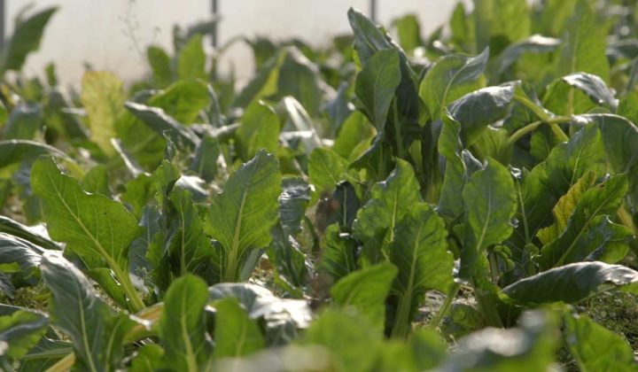 Agrosaveti - Organska proizvodnja povrća u Futogu - 04