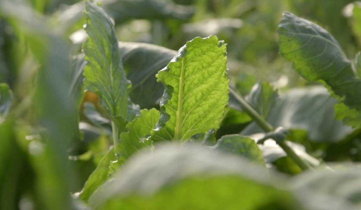 Agrosaveti - Organska proizvodnja povrća u Futogu - 05