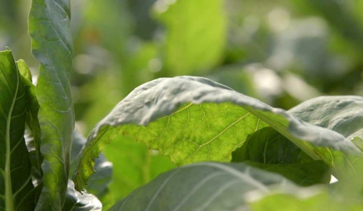 Agrosaveti - Organska proizvodnja povrća u Futogu - 06