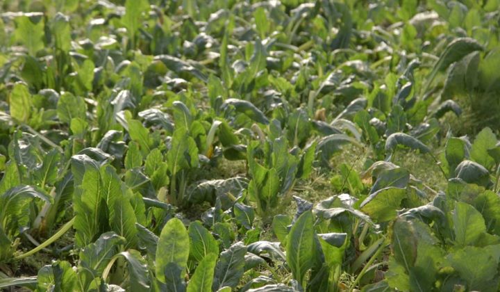 Agrosaveti - Organska proizvodnja povrća u Futogu - 07