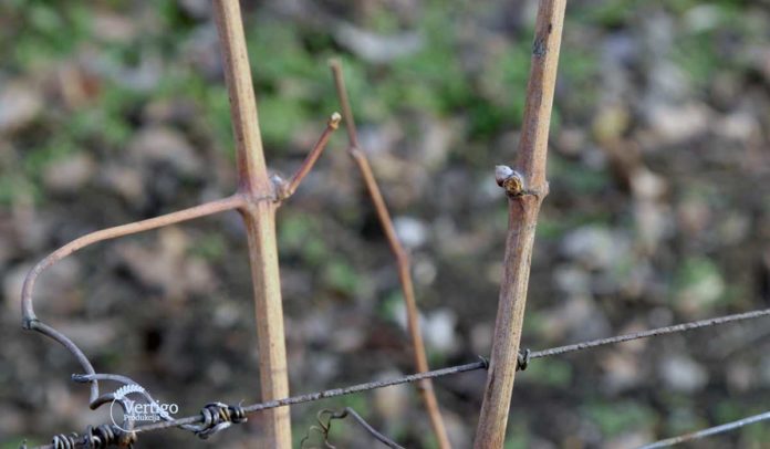 Vinogradarstvo-Vinova loza Agrosaveti - Voćarsto i vinogradarstvo u Negotinu - 02