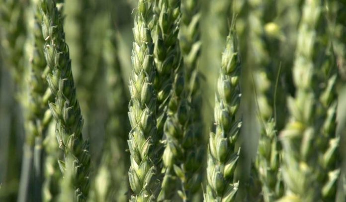 Agrosaveti - Psenica 15