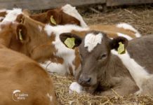 Stočari traže uvećanje otkupne cene mleka Agrosaveti - Krave 20