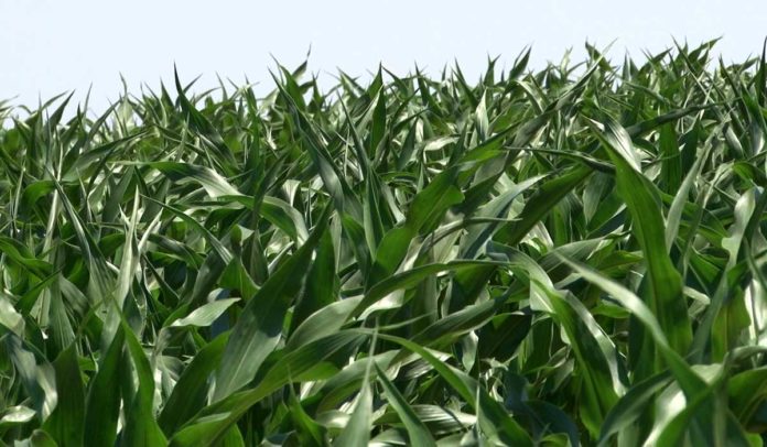 Agrosaveti-Kukuruz 1 Agrosaveti-Kukuruz 1