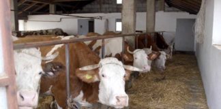 Agrosaveti - Farma krava Gradina 03