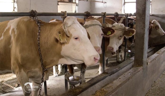 farma krava Agrosaveti - Farma krava Jagnjilo 02