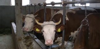 Agrosaveti - Farma krava Jagnjilo 07