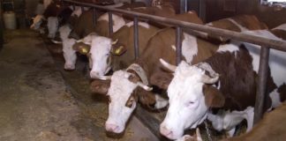 Agrosaveti - Farma krava Osečinica 01