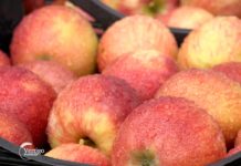Agrosaveti - Plasman voća u Rusiju 05