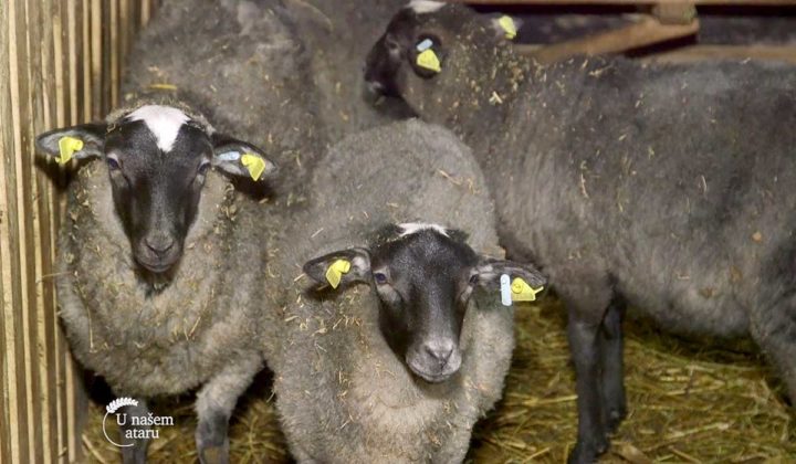 Agrosaveti - Poljoprivreda u &scaron;abačkoj op&scaron;tini 03