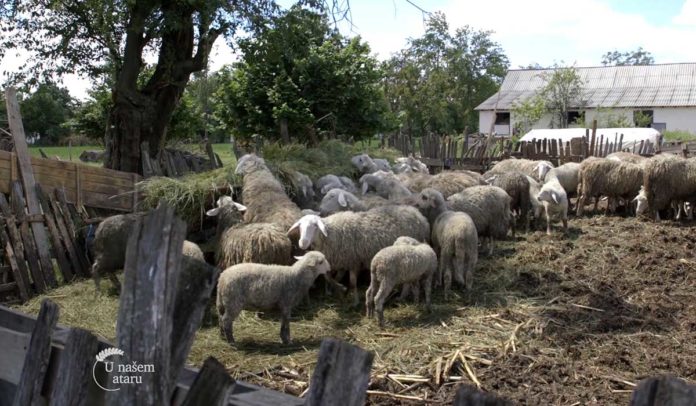 Agrosaveti - Poljoprivreda u šabačkoj opštini 05