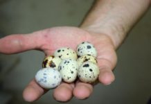 Agrosaveti - Prepeličja Jaja 01