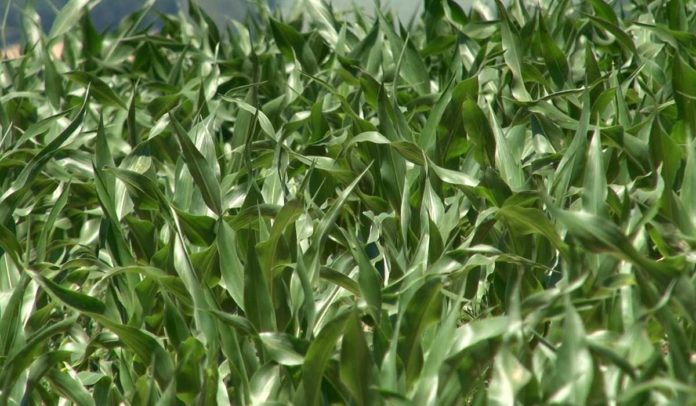 Agrosaveti - Setva kukuruza 01