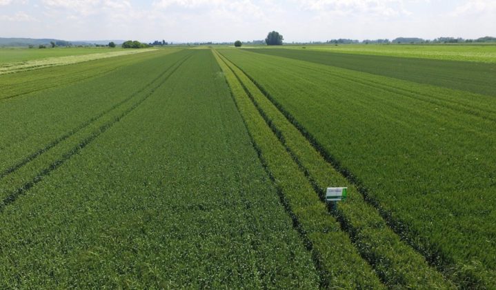 Agrosaveti - Syngenta-psenica-Falado_zasticeno 02