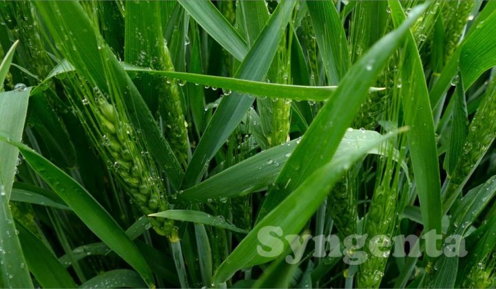 Agrosaveti - Syngenta-psenica-Ingenio_zasticeno 03
