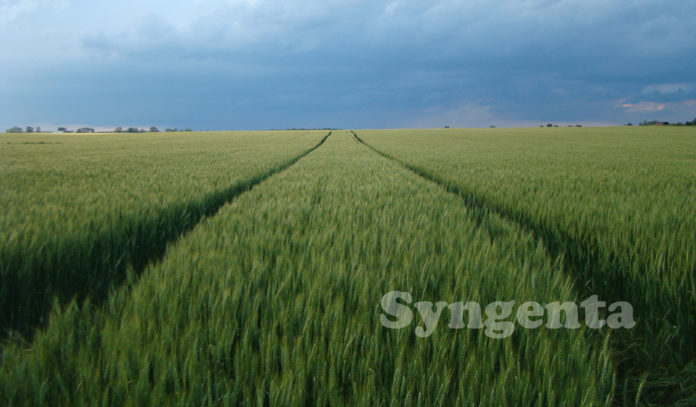 Agrosaveti - Syngenta-psenica-prolecno-prskanje_zasticeno 01