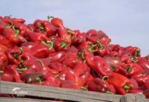 Agrosaveti - Uzgoj paprika Gospođinci 01
