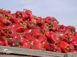 Agrosaveti - Uzgoj paprika Gospođinci 01