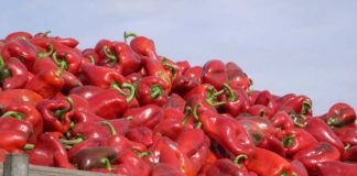 Agrosaveti - Uzgoj paprika Gospođinci 01