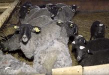 Uzgoj ovaca rase Romanovska i sušenje šljiva u Pocerini Agrosaveti - Romanovske Ovce 01