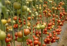 Agrosaveti-Pravilna ishrana paradjza-Timac Agro - 03