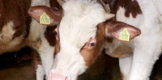 Agrosaveti - Farma krava Čurug 04