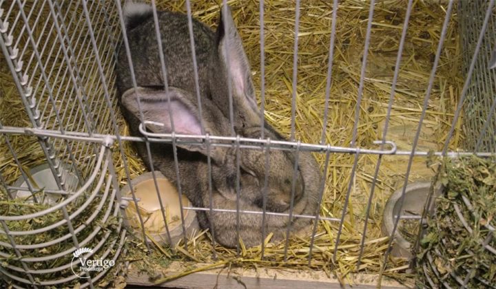 Agrosaveti - Izložba sitnih životinja Kula 01