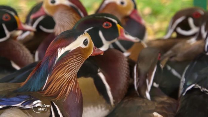 Agrosaveti - Izložba sitnih životinja Kula 03