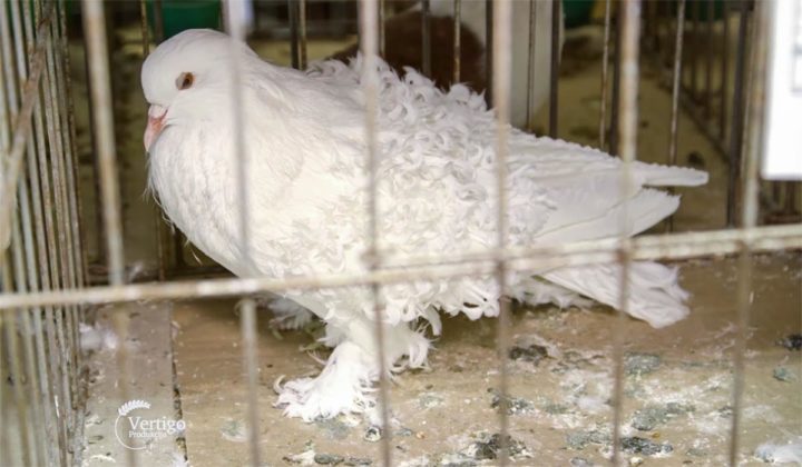 Agrosaveti - Izložba sitnih životinja Kula 04