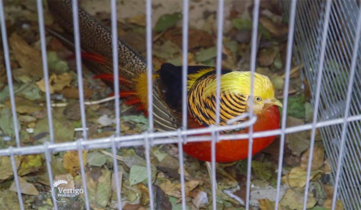 Agrosaveti - Izložba sitnih životinja Kula 05