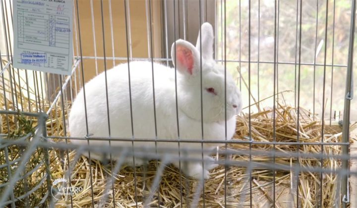 Agrosaveti - Izložba sitnih životinja Kula 06