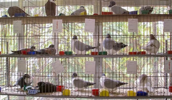 Agrosaveti - Izložba sitnih životinja Kula 07