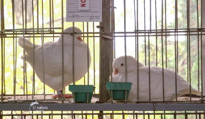 Agrosaveti - Izložba sitnih životinja Kula 08