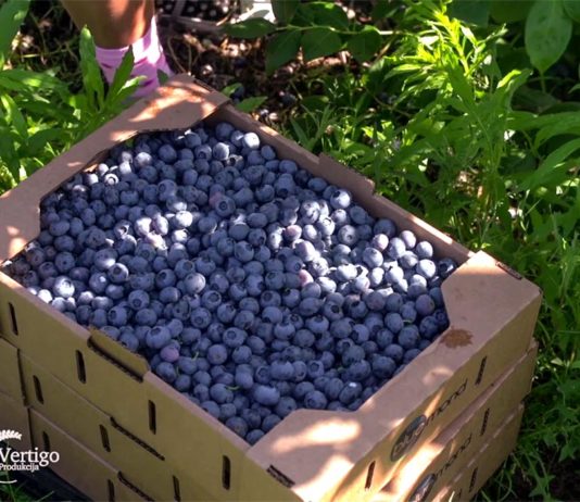 Agrosaveti - Proizvodnja borovnica Holandija 02