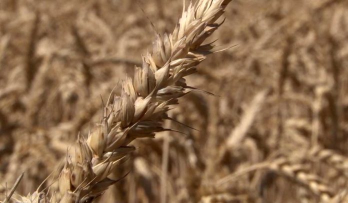 psenica Agrosaveti - Rusija primat u izvozu pšenice 01