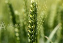 Agrosaveti-Adama-Psenica-Klas-Zamir-Fuzarium-02
