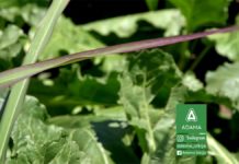 Agrosaveti---Adama---agil---secerna-repa---divlji-sirak---korovi