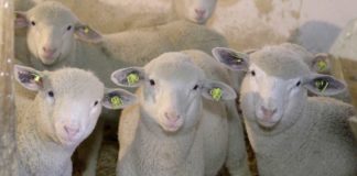 Agrosaveti - Ile de France u Sremu 06