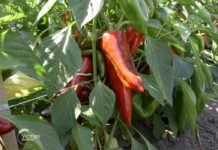 Agrosaveti - Paprika na otvorenom Ravnje 05