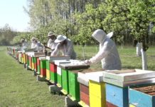 Subvencije za pčelare: Počele prijave za podsticaje po košnici pčela Agrosaveti - Postavljanje kosnica na Fruskoj gori 01