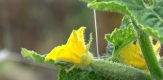 Agrosaveti - Proizvodnja povrca 01